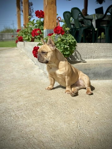 Френски булдози – EXOTIC TOP QUALITY Френски булдог, Ваксинирано - Да, Обезпаразитено - Да - град Извън България | Кучета - снимка 9