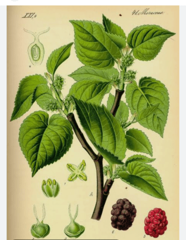 Листа от черница - град Берковица | Традиционна / Народна Медицина