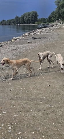 Кученца от породата Персийски хрътки САЛУКИ Saluki (Persian Grayhound), 2 Months, Vaccinated - Yes - city of Izvun Bulgaria | Dogs - снимка 1