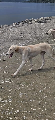Кученца от породата Персийски хрътки САЛУКИ Saluki (Persian Grayhound), 2 Months, Vaccinated - Yes - city of Izvun Bulgaria | Dogs - снимка 2