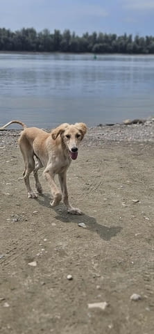 Кученца от породата Персийски хрътки САЛУКИ Saluki (Persian Grayhound), 2 Months, Vaccinated - Yes - city of Izvun Bulgaria | Dogs - снимка 3