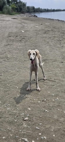 Кученца от породата Персийски хрътки САЛУКИ Saluki (Persian Grayhound), 2 Months, Vaccinated - Yes - city of Izvun Bulgaria | Dogs - снимка 4
