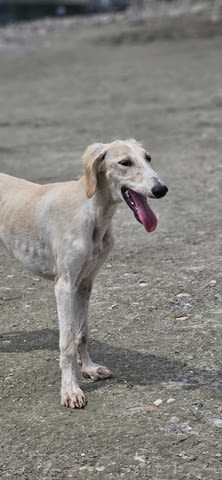 Кученца от породата Персийски хрътки САЛУКИ Saluki (Persian Grayhound), 2 Months, Vaccinated - Yes - city of Izvun Bulgaria | Dogs - снимка 5