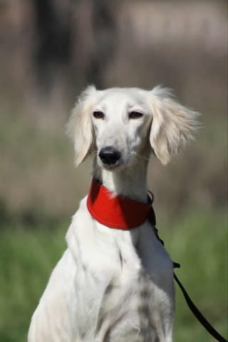 Кученца от породата Персийски хрътки САЛУКИ Saluki (Persian Grayhound), 2 Months, Vaccinated - Yes - city of Izvun Bulgaria | Dogs - снимка 7