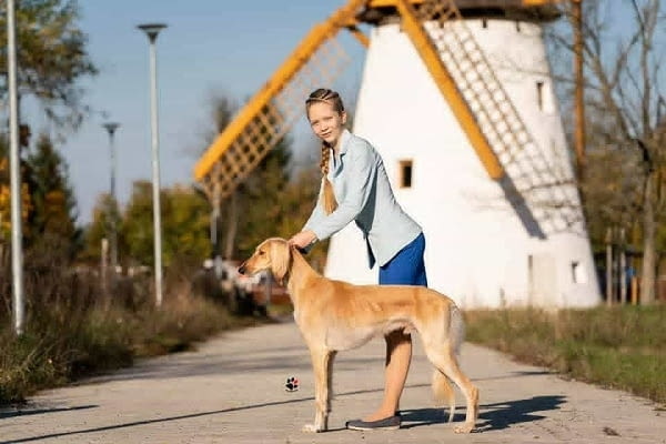 Кученца от породата Персийски хрътки САЛУКИ Saluki (Persian Grayhound), 2 Months, Vaccinated - Yes - city of Izvun Bulgaria | Dogs - снимка 8