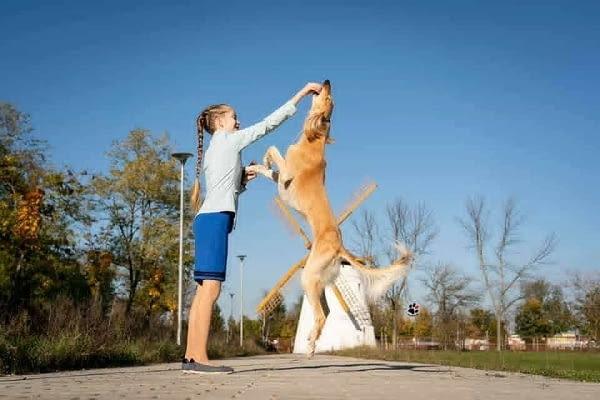 Кученца от породата Персийски хрътки САЛУКИ Saluki (Persian Grayhound), 2 Months, Vaccinated - Yes - city of Izvun Bulgaria | Dogs - снимка 9