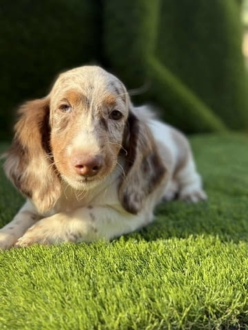 Дългокосмест дакел Дакел дългокосмест, 2 месеца, Ваксинирано - Да - град Извън България | Кучета - снимка 1