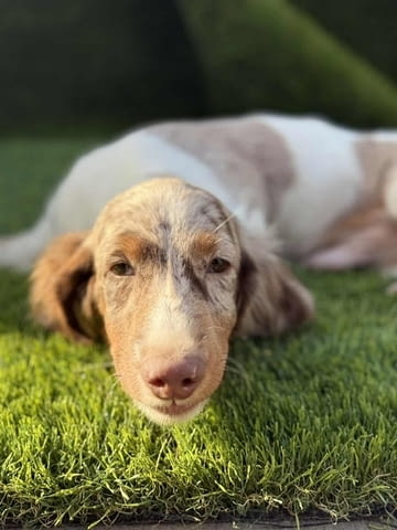 Дългокосмест дакел Дакел дългокосмест, 2 месеца, Ваксинирано - Да - град Извън България | Кучета - снимка 4