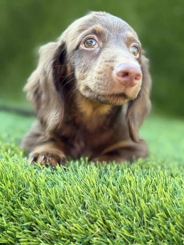 Дългокосмест дакел Дакел дългокосмест, 2 месеца, Ваксинирано - Да - град Извън България | Кучета - снимка 6