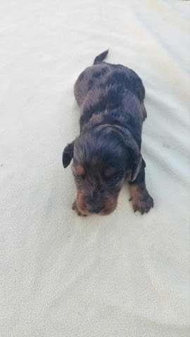 Дългокосмест дакел Дакел дългокосмест, 2 месеца, Ваксинирано - Да - град Извън България | Кучета - снимка 7