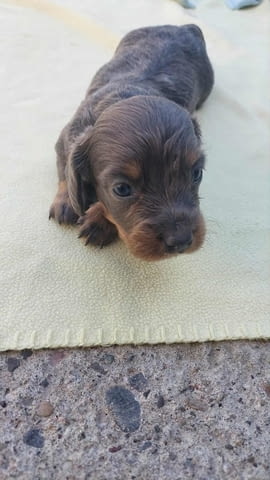 Дългокосмест дакел Дакел дългокосмест, 2 месеца, Ваксинирано - Да - град Извън България | Кучета - снимка 8