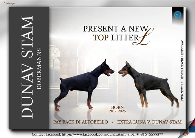 Доберман топ кученца Ваксинирано - Да, Обезпаразитено - Да - град Извън България | Кучета - снимка 1