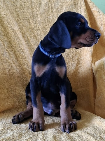 Доберман топ кученца Ваксинирано - Да, Обезпаразитено - Да - град Извън България | Кучета - снимка 5