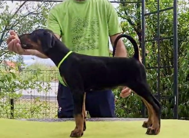 Кученца Доберман – Шампионска кръвна линия Doberman, 2 Months, Vaccinated - Yes - city of Izvun Bulgaria | Dogs - снимка 1