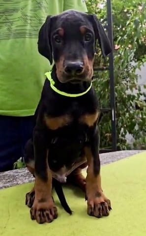 Кученца Доберман – Шампионска кръвна линия Doberman, 2 Months, Vaccinated - Yes - city of Izvun Bulgaria | Dogs - снимка 3