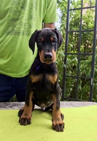 Кученца Доберман – Шампионска кръвна линия Doberman, 2 Months, Vaccinated - Yes - city of Izvun Bulgaria | Dogs - снимка 5