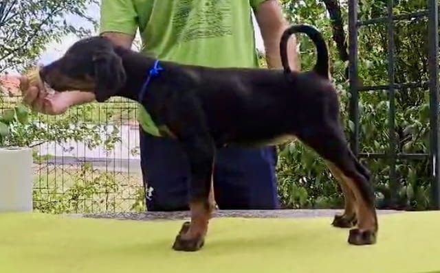 Кученца Доберман – Шампионска кръвна линия Doberman, 2 Months, Vaccinated - Yes - city of Izvun Bulgaria | Dogs - снимка 6