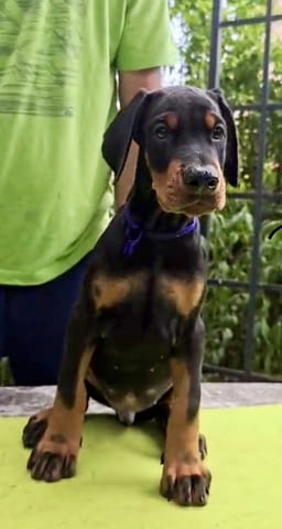 Кученца Доберман – Шампионска кръвна линия Doberman, 2 Months, Vaccinated - Yes - city of Izvun Bulgaria | Dogs - снимка 11