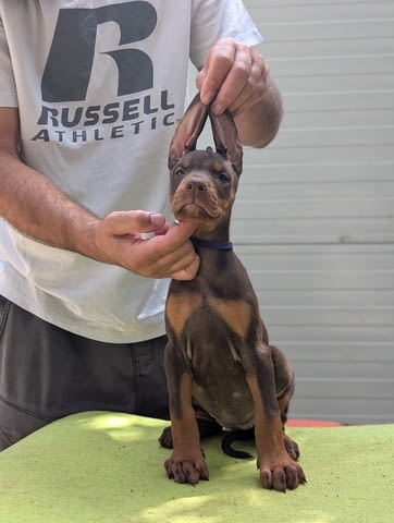 Кученца Доберман – Шампионска кръвна линия Doberman, 2 Months, Vaccinated - Yes - city of Izvun Bulgaria | Dogs - снимка 12