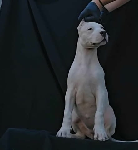Женски дого аржентино Dogo Argentino, 2 Months, Vaccinated - Yes - city of Izvun Bulgaria | Dogs - снимка 1