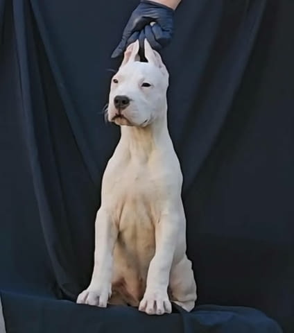 Женски дого аржентино Dogo Argentino, 2 Months, Vaccinated - Yes - city of Izvun Bulgaria | Dogs - снимка 2