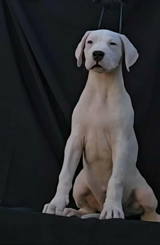 Женски дого аржентино Dogo Argentino, 2 Months, Vaccinated - Yes - city of Izvun Bulgaria | Dogs - снимка 3