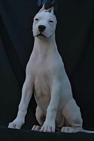 Женски дого аржентино Dogo Argentino, 2 Months, Vaccinated - Yes - city of Izvun Bulgaria | Dogs - снимка 4