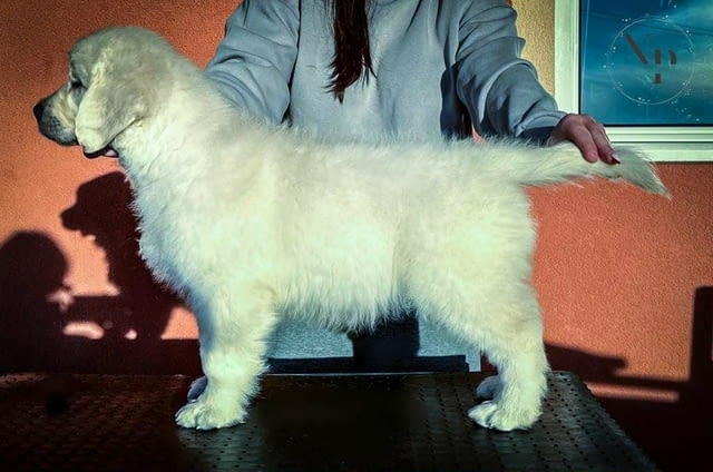 Голдън Ретривър – красиви кученца Golden Retriever, Vaccinated - Yes, Dewormed - Yes - city of Izvun Bulgaria | Dogs - снимка 2