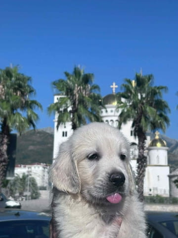 Голдън Ретривър – красиви кученца Golden Retriever, Vaccinated - Yes, Dewormed - Yes - city of Izvun Bulgaria | Dogs - снимка 3
