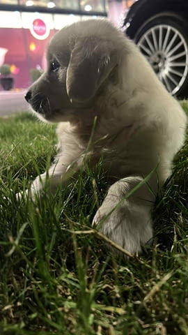 Голдън Ретривър – красиви кученца Golden Retriever, Vaccinated - Yes, Dewormed - Yes - city of Izvun Bulgaria | Dogs - снимка 4