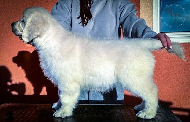 Голдън Ретривър – красиви кученца Golden Retriever, Vaccinated - Yes, Dewormed - Yes - city of Izvun Bulgaria | Dogs - снимка 5