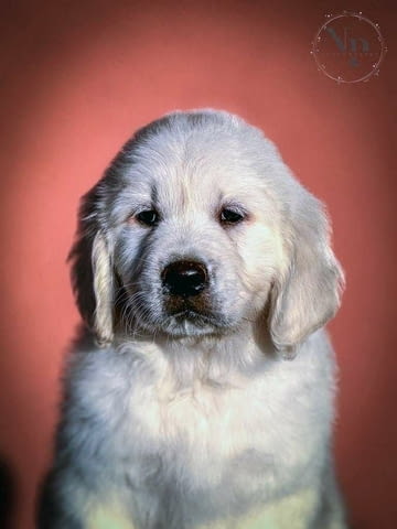 Голдън Ретривър – красиви кученца Golden Retriever, Vaccinated - Yes, Dewormed - Yes - city of Izvun Bulgaria | Dogs - снимка 7