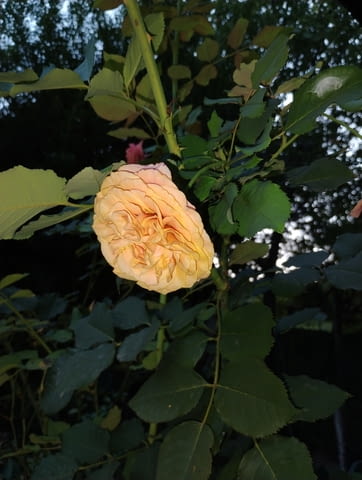 Резник розово-оранжева роза - city of Bеrkovitsa | Flowers & Pots - снимка 1