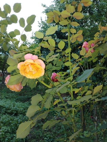 Резник розово-оранжева роза - city of Bеrkovitsa | Flowers & Pots - снимка 2