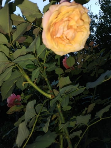 Резник розово-оранжева роза - city of Bеrkovitsa | Flowers & Pots - снимка 3