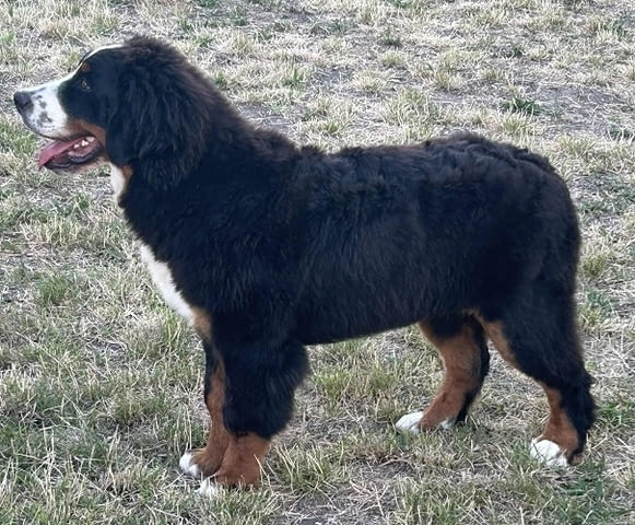 Мъжко Бернско планинско куче Bernese Mountain Dog, 6 Months, Vaccinated - Yes - city of Izvun Bulgaria | Dogs - снимка 1
