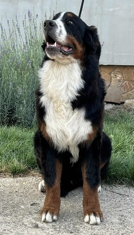 Мъжко Бернско планинско куче Bernese Mountain Dog, 6 Months, Vaccinated - Yes - city of Izvun Bulgaria | Dogs - снимка 2