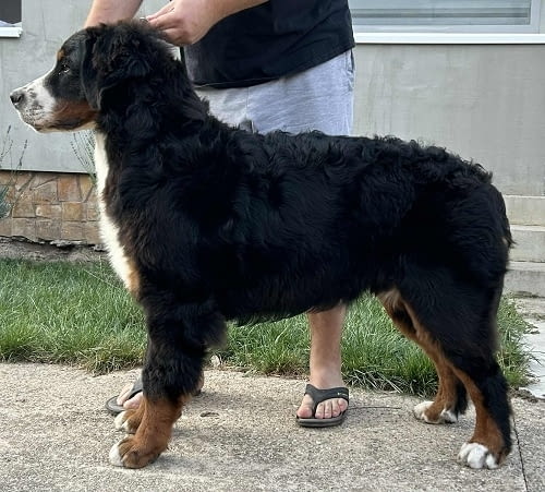 Мъжко Бернско планинско куче Bernese Mountain Dog, 6 Months, Vaccinated - Yes - city of Izvun Bulgaria | Dogs - снимка 3
