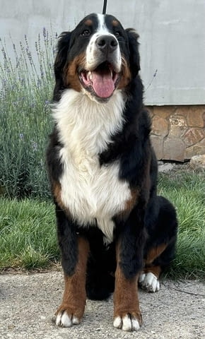 Мъжко Бернско планинско куче Bernese Mountain Dog, 6 Months, Vaccinated - Yes - city of Izvun Bulgaria | Dogs - снимка 4