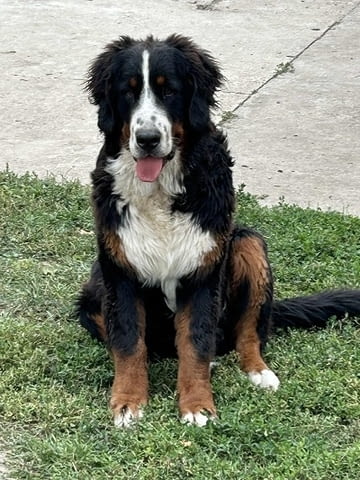 Мъжко Бернско планинско куче Bernese Mountain Dog, 6 Months, Vaccinated - Yes - city of Izvun Bulgaria | Dogs - снимка 5