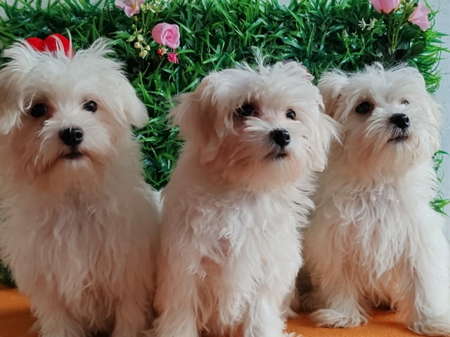 Offer four beautiful female Maltese Другa - град Извън България | Кучета - снимка 2