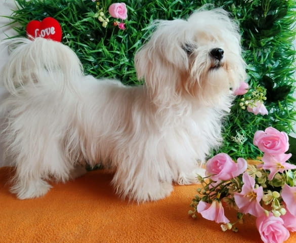 Offer four beautiful female Maltese Другa - град Извън България | Кучета - снимка 3