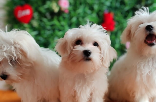 Offer four beautiful female Maltese Другa - град Извън България | Кучета - снимка 4