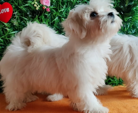 Offer four beautiful female Maltese Другa - град Извън България | Кучета - снимка 5