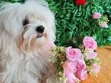 Offer four beautiful female Maltese