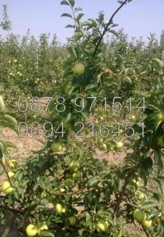 КОДо 15664. Овощните градини 35дка ( 7, 4дка сливи, 5дка череши, 19, 4дка ябълки). Масивите са 3, ко - снимка 3