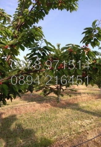 КОДо 15664. Овощните градини 35дка ( 7, 4дка сливи, 5дка череши, 19, 4дка ябълки). Масивите са 3, ко - снимка 4