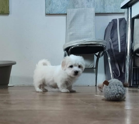 Котон де Тулеар Другa, 3 месеца - град Извън България | Кучета - снимка 6