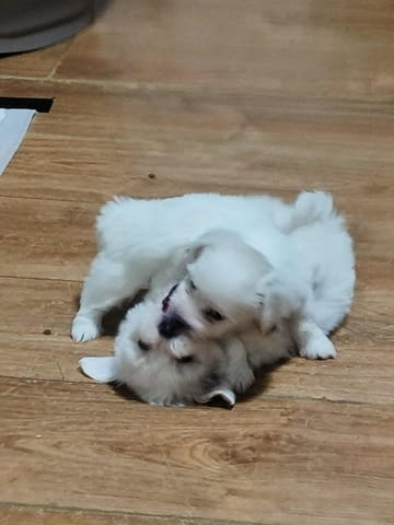 Котон де Тулеар Другa, 3 месеца - град Извън България | Кучета - снимка 8