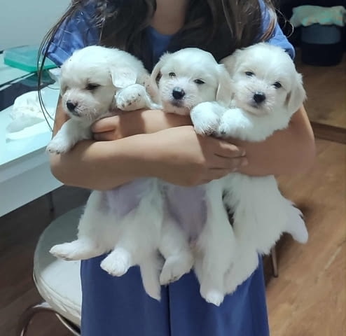 Котон де Тулеар Другa, 3 месеца - град Извън България | Кучета - снимка 9